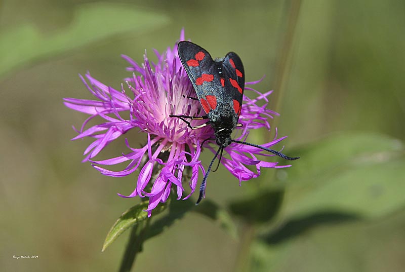 Vanessa atalanta, Apatura ilia, Zygaena filipendulae